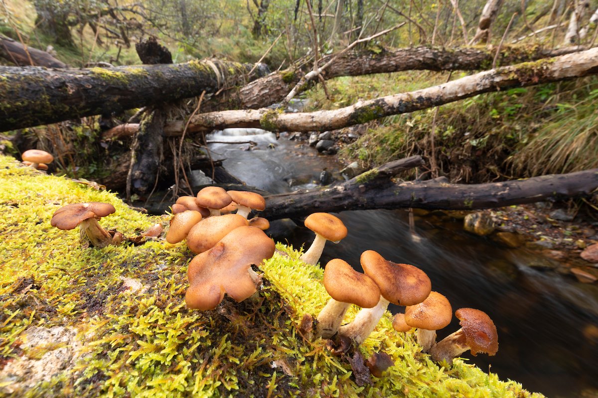 Fungi growing on fallen tree trunk across woodland burn, South Clunes Farm, Inverness-shire