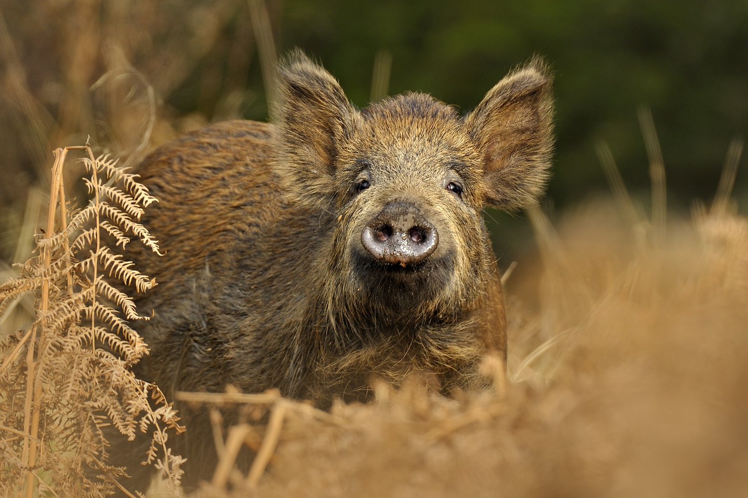 Wild Boar(Sus scrofa)female in forestUK