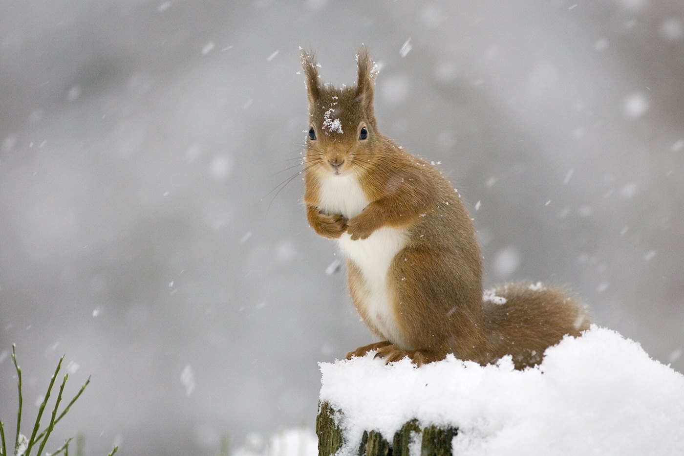 Red squirrel (Sciurus vulgaris) in winter forest, Scotland.