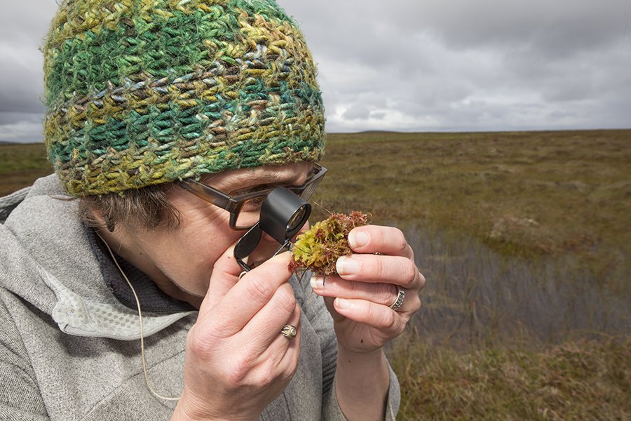 Peatland research being carried out by Roxane Andersen. RSPB Forsinard Reserve, Caithness, Scotland. (MR in place)