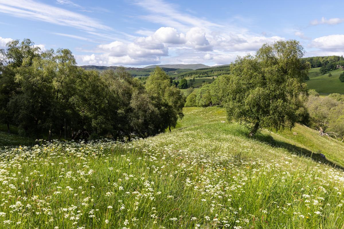 Invest in a wilder Scotland with a major gift.