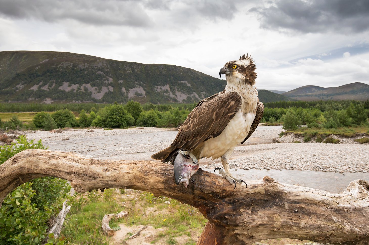 Osprey (Pandion haliaetus) perched with fish - wide angle to show habitat - Glenfeshie, Scotland.