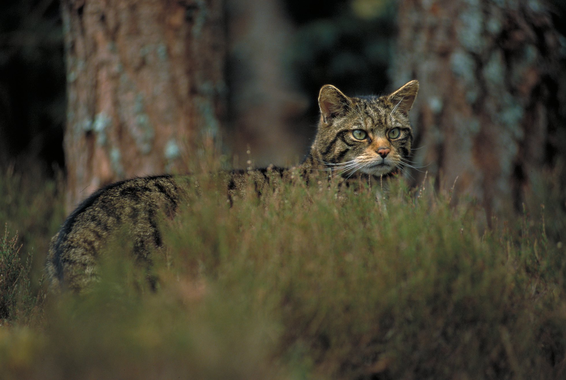 Scottish wildcat (Felis sylvestris) in pine forest, Cairngorms National Park, Scotland.