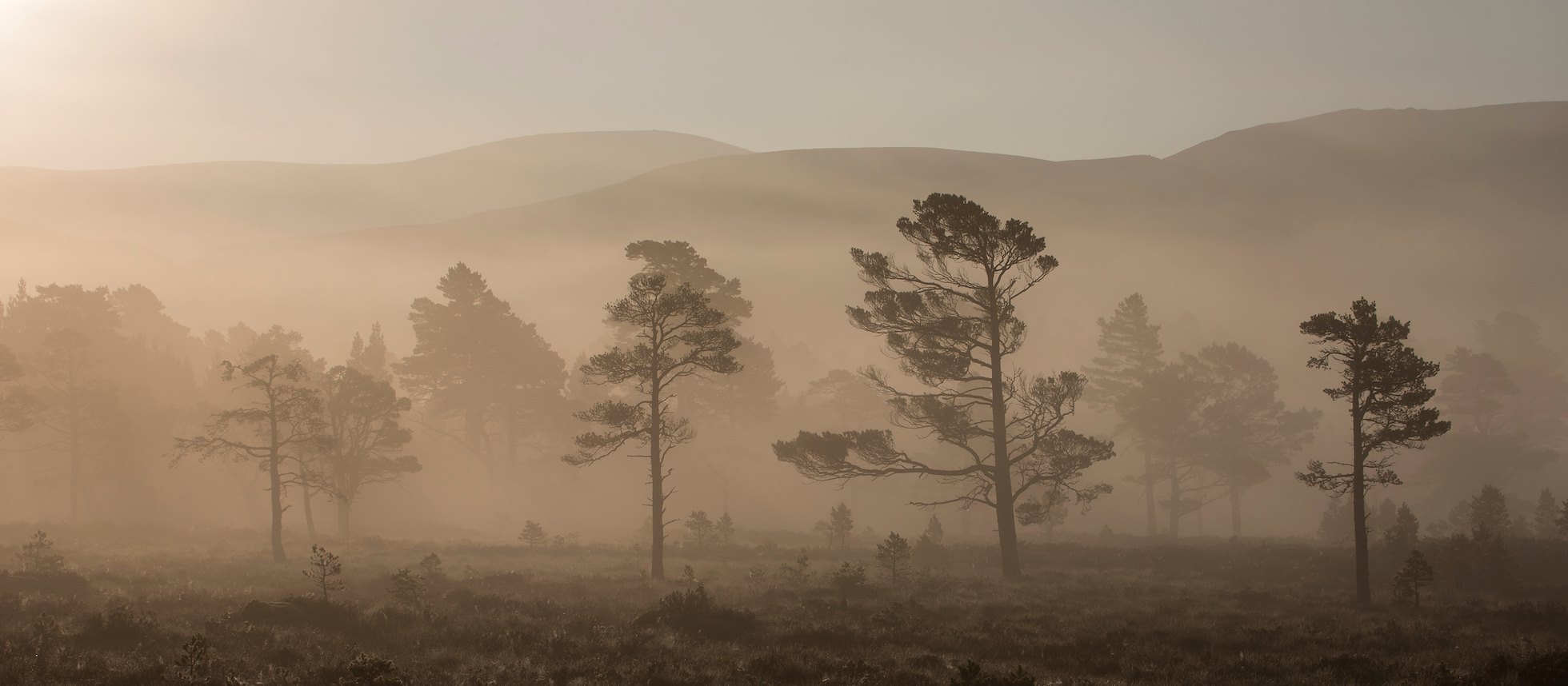 Caledonian pine forest at sunrise, Abernethy NNR, Cairngorms Nat. Park, Scotland.