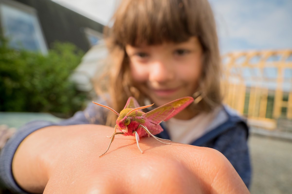 Children studying moths in garden, Emperor hawk moth on childs hand