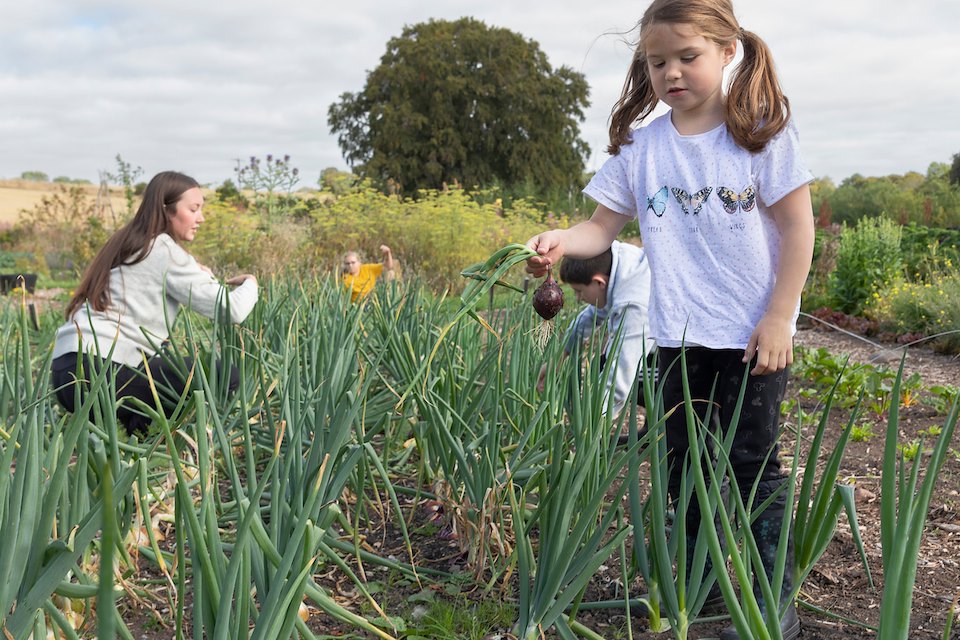 School children harvesting onions in orgainc garden, Black Isle Brewery, Munlochy