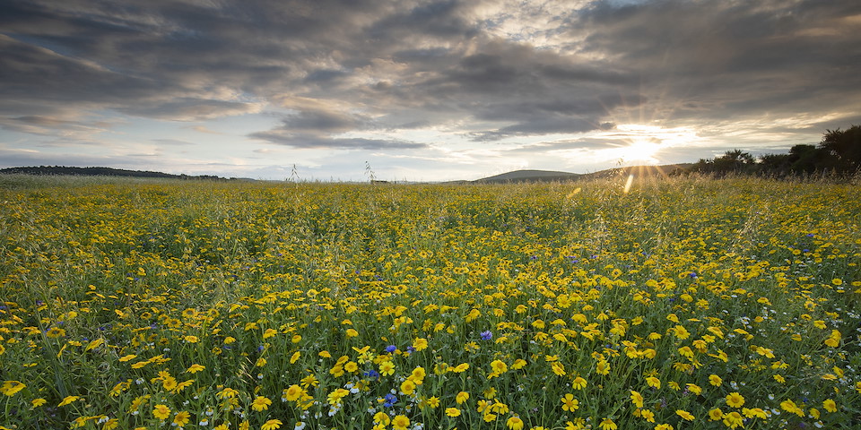 Make Rewilding Your Business Invest in nature, climate and people. FIND OUT MORE