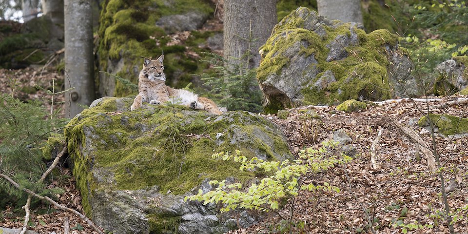 LYNX WITH SLOVENIAN HUNTERS