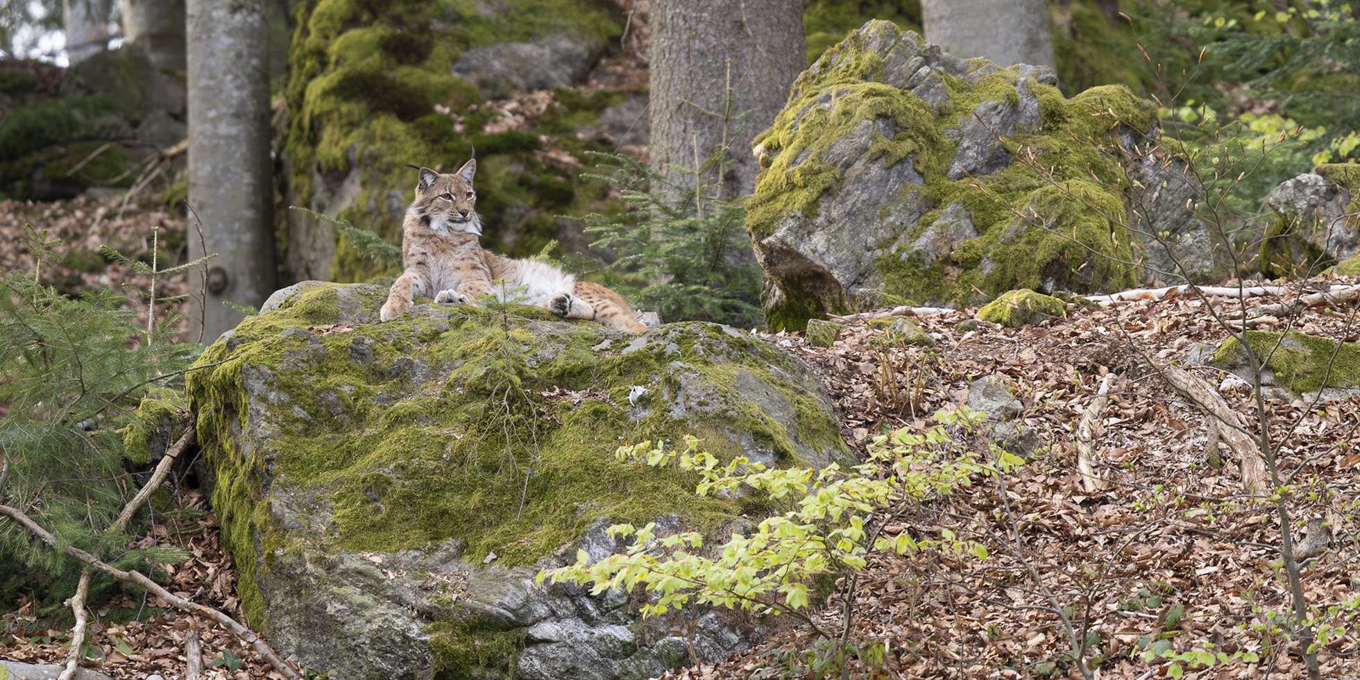 Eurasian lynx, Lynx lynx, adult in beech forest in Bayerisher Wald National Park, Germany (Image taken in captivity)