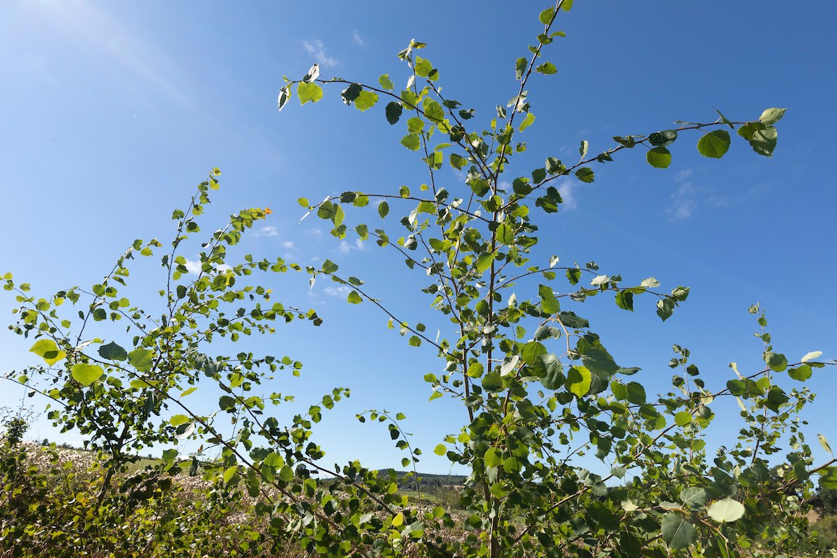 Aspen sapling in newly planted area,  Black Isle Brewery, Munlochy