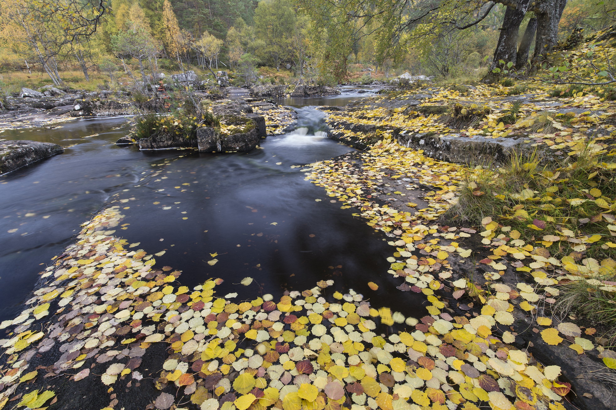 River Cannich in autumn with fallen aspen leaves, Scotland.