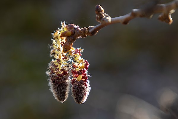 Recognising aspen - catkins