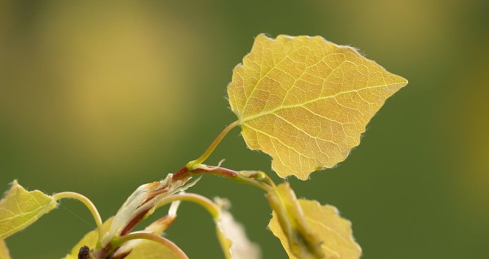 Painting Scotland Yellow Discover more about Scotland's native aspen.&nbsp; FIND OUT MORE