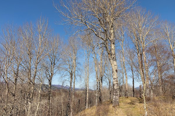 Recognising aspen - size