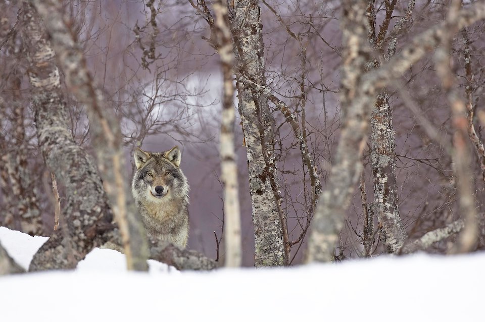 JOURNEY TO THE WILD!