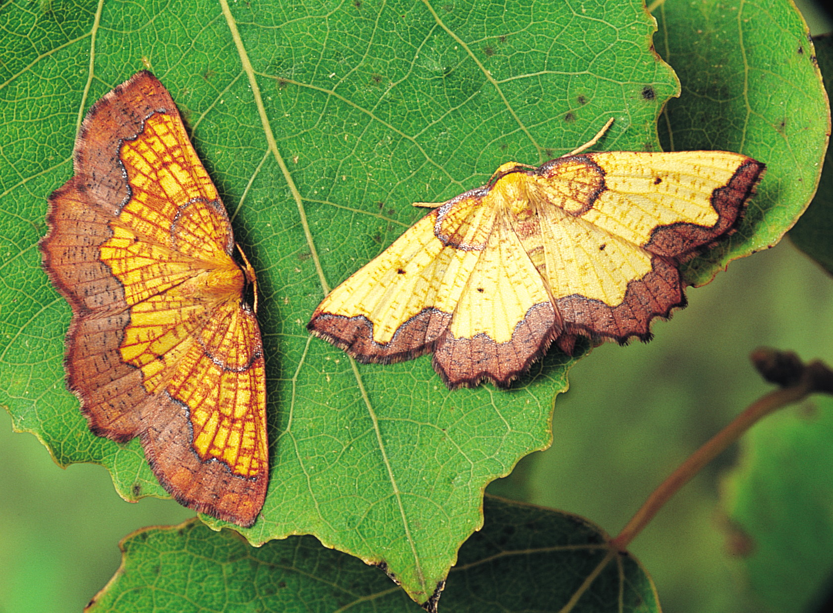 Biodiversity image