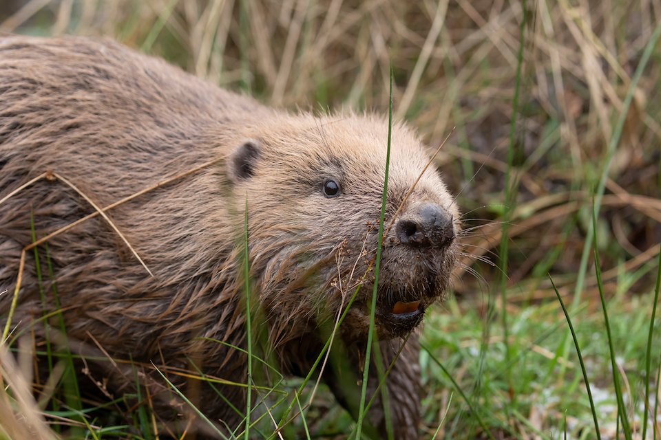 Close-up of adult male beaver  following release at Argaty Red Kite Centre, the first translocation within Scotland, Lerrocks Farm, Doune, Scotland, 29th Nov 2021