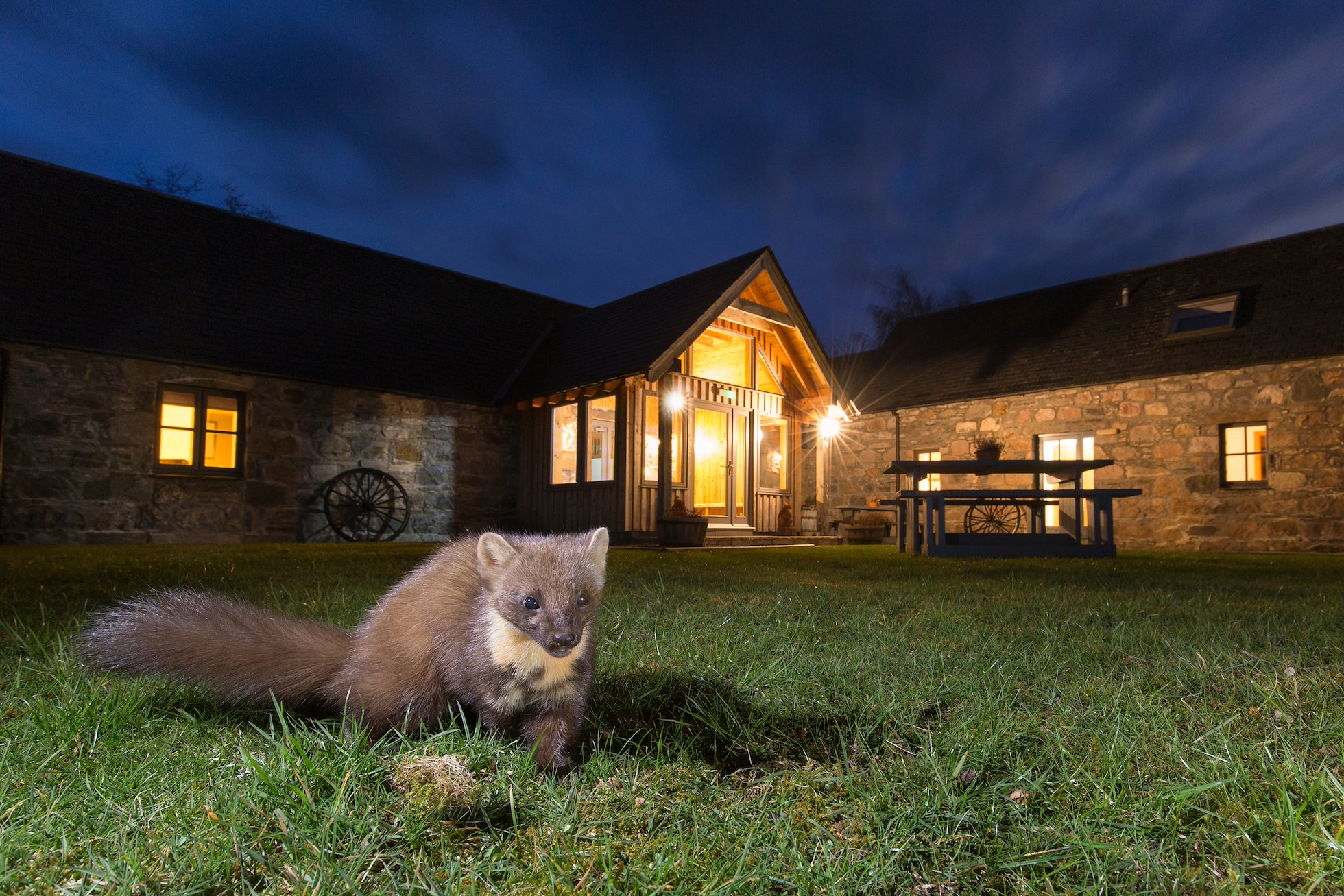 Pine marten (Martes martes) in front of building at night, Cairngorms, Scotland.