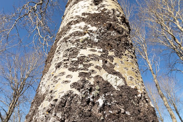 Recognising Aspen - bark