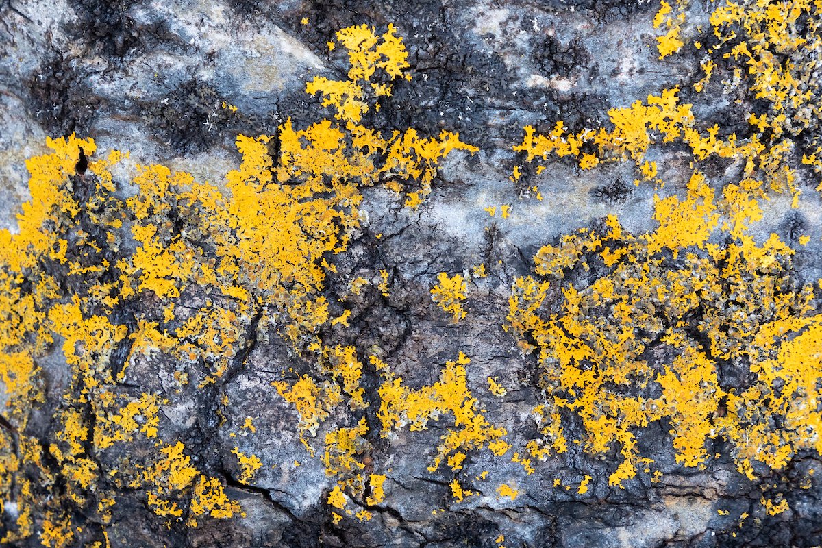 Close-up of lichen on the bark of a mature aspen, Populus tremula, tree, Insh Marshes, Cairngorms National Park