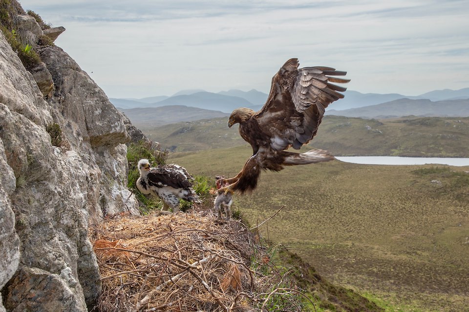 Golden eagle, Aquila chrysaetos, adult alighting at nest , Isle of Lewis, Scotland