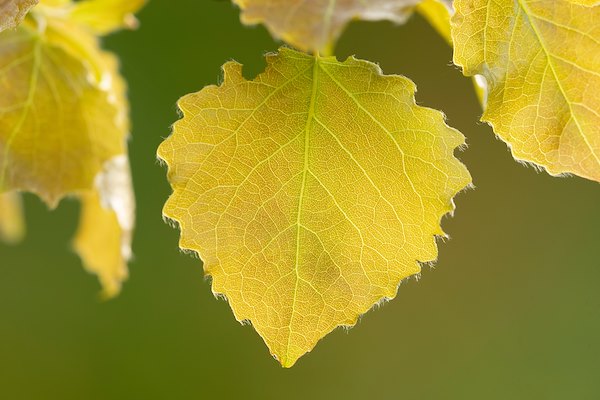 Recognising Aspen - leaves