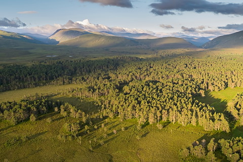 Image illustrating Rewilding Nation declaration call for Scotland as Charter launched