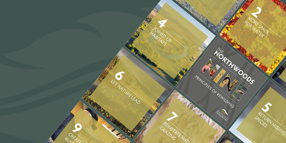 The Northwoods Nine Discover the Northwoods principles of rewilding. LEARN MORE