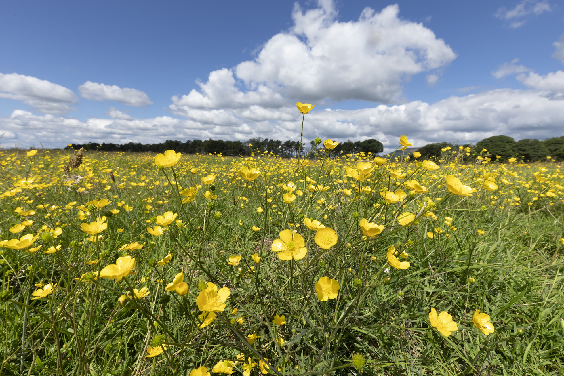 NRN PARTNER: Lumphinnans Farm NRN PARTNER: Lumphinnans Farm