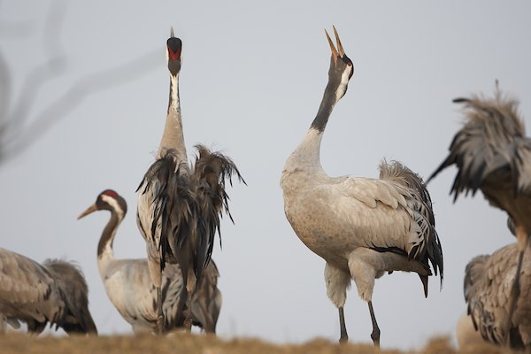 Cranes Cranes