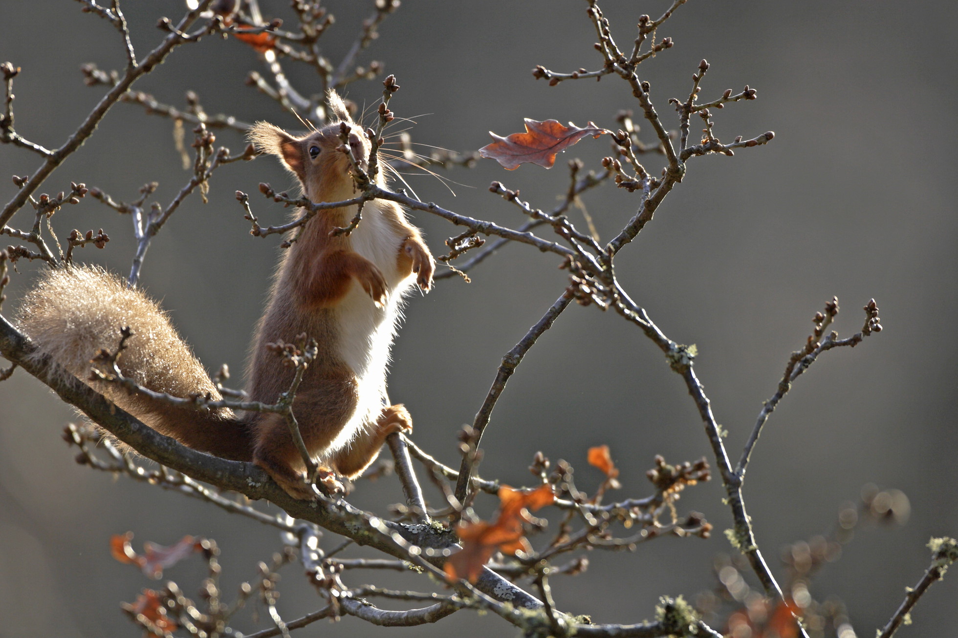NRN PARTNER: Bute Community Forest NRN PARTNER: Bute Community Forest