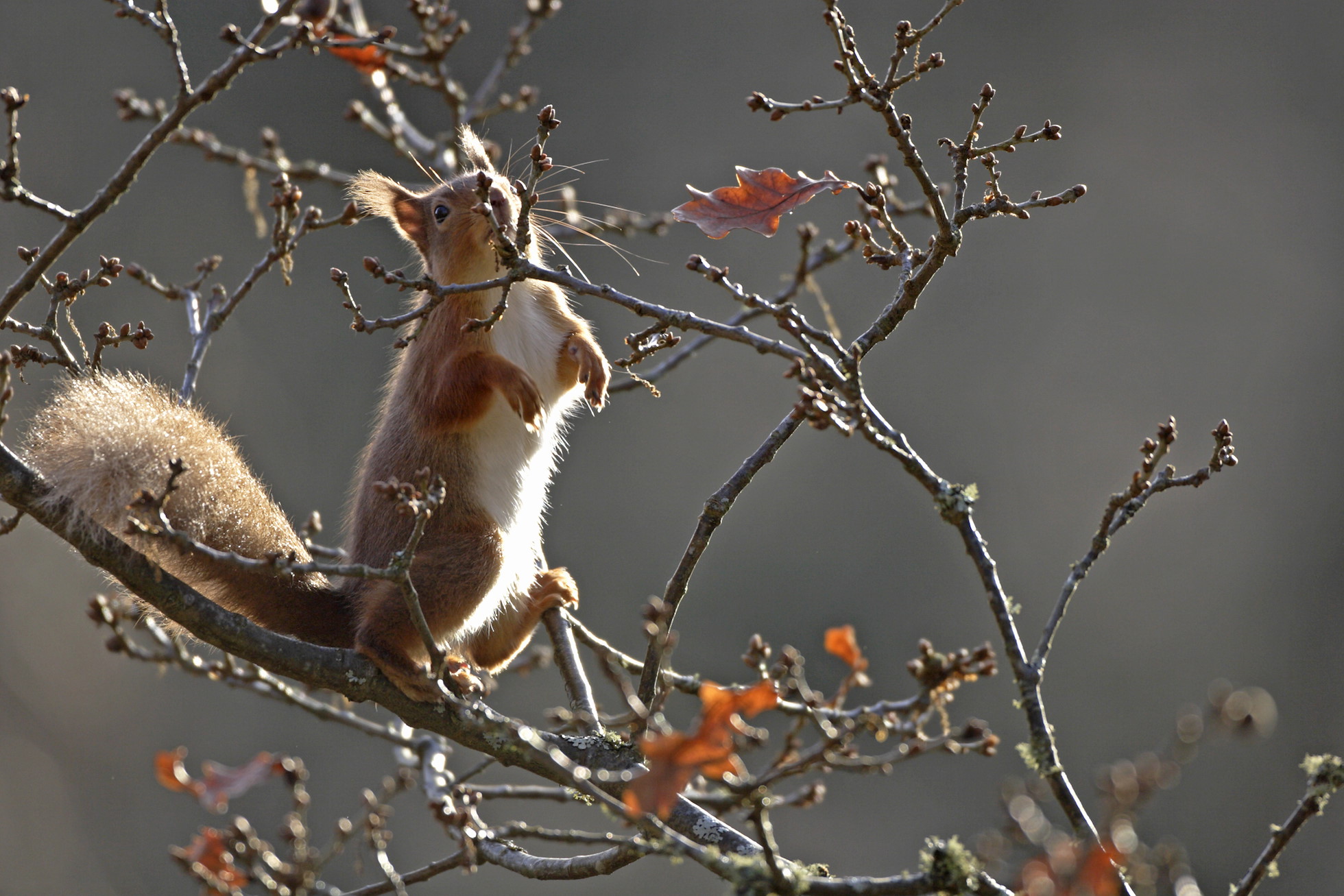 NRN PARTNER: Bute Community Forest