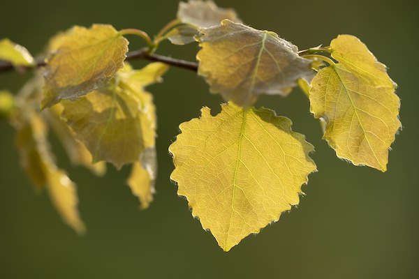 Aspen Aspen