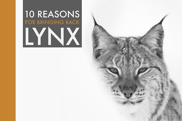 10 REASONS FOR BRINGING BACK LYNX