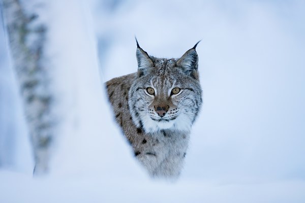 Lynx Lynx