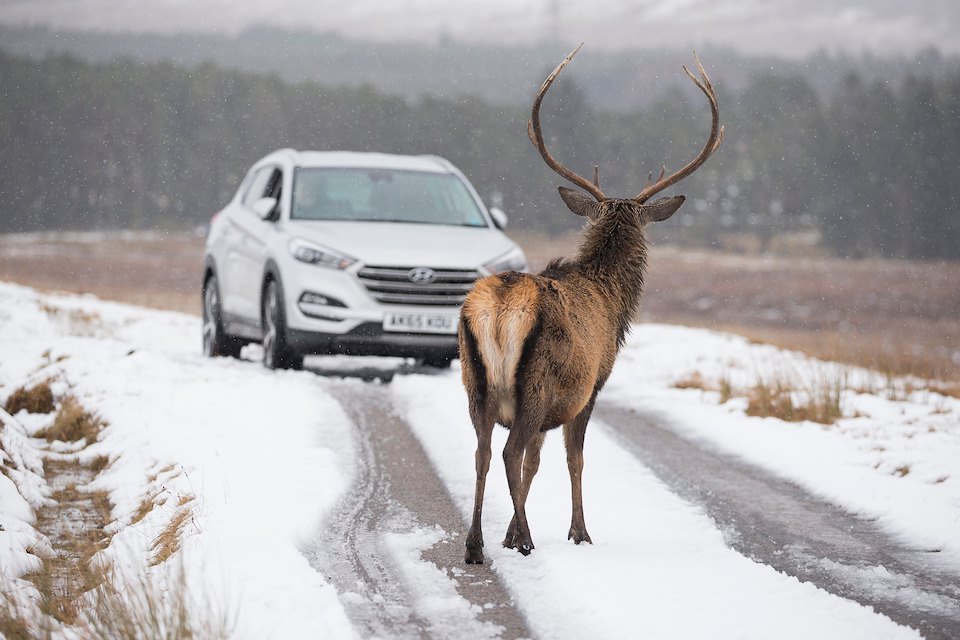 Red Deer (Cervus elaphus) stag stood on road in wintry conditions with vehicle in background