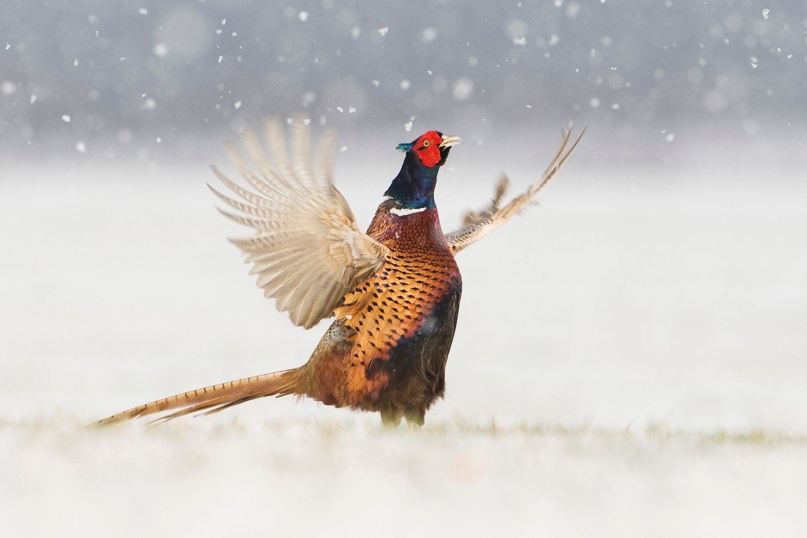 Pheasant Phasinaus colchicus adult male displaying in falling snow. Scotland. March
