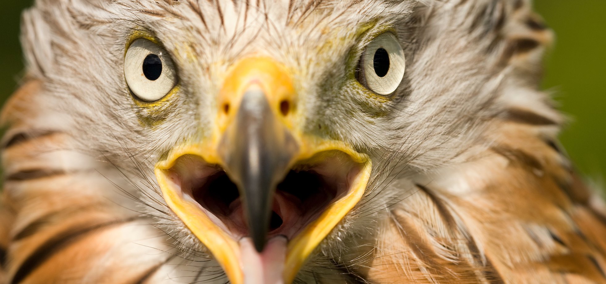 Red kite (Milvus milvus) close-up of adult calling. Captive. July 2009.