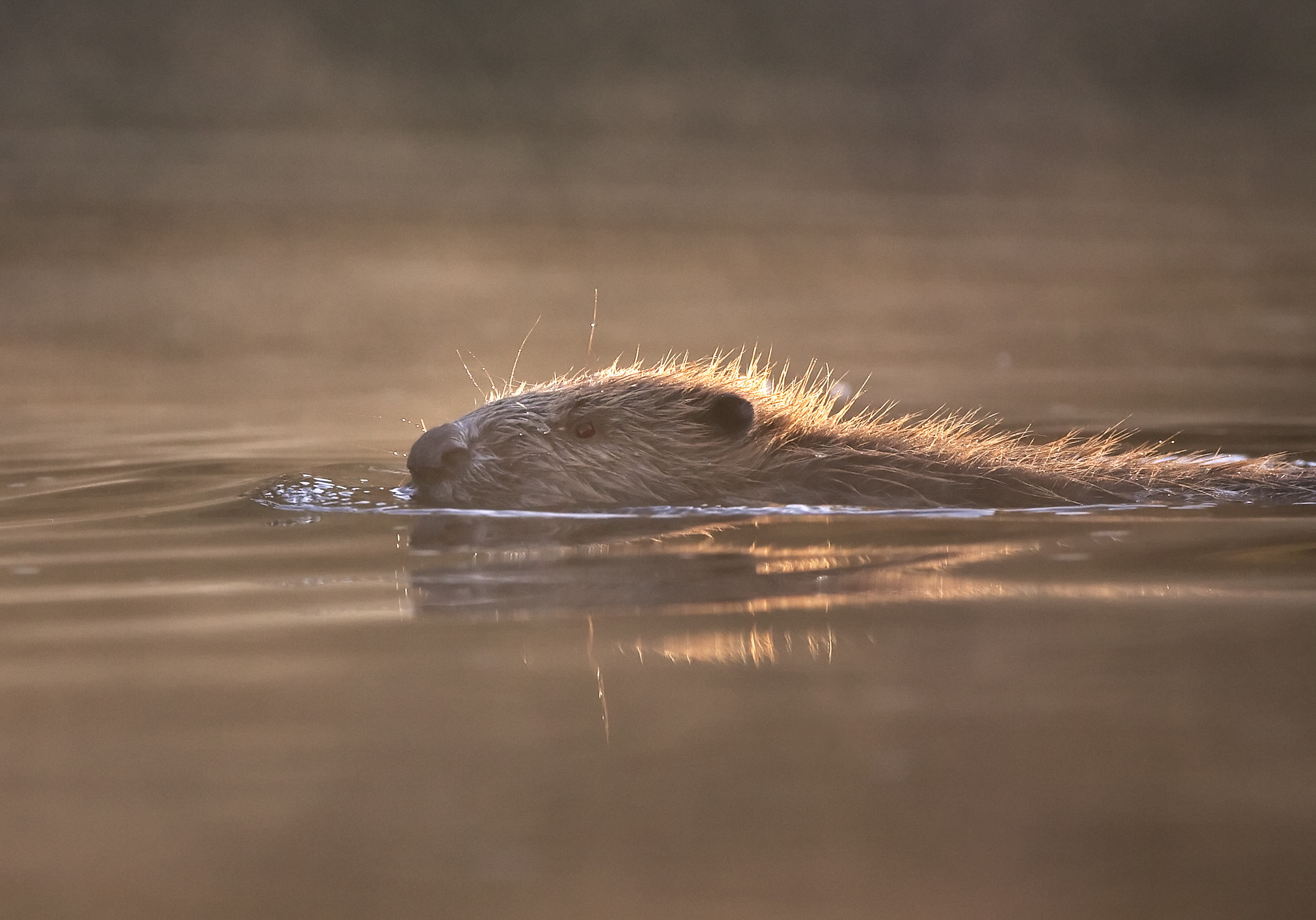 European beaver (Castor fiber) swimming in river, Bergslagen, Sweden.