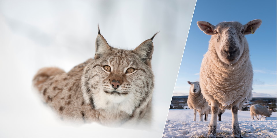 Sheep and Lynx: Conflict or Coexistence?&nbsp; Free webinar | Thurs 12 Oct&nbsp;&nbsp; BOOK YOUR PLACE