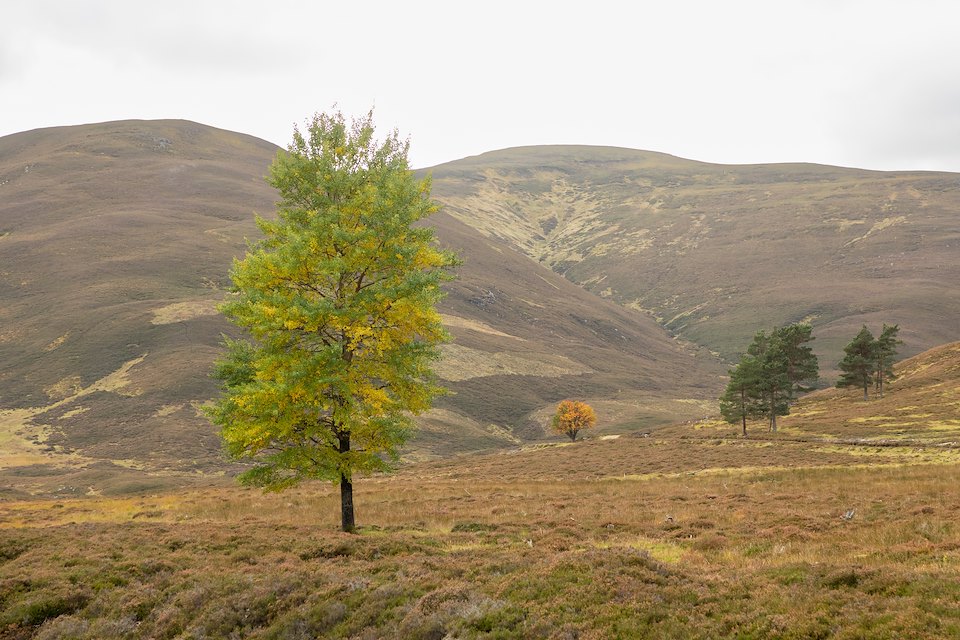 Aspen, Populus tremula, single tree growing in open moorland, Glen Ey, Mar Lodge Estate, Braemar, Scotland