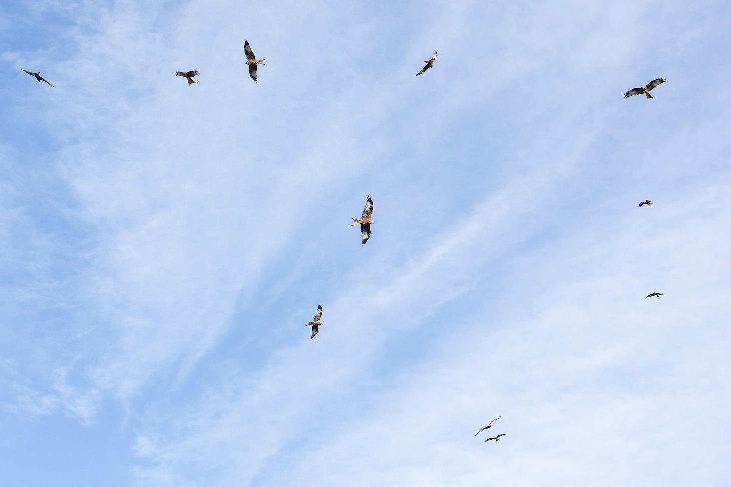 Group of red kite, Milvus milvus, circling overhead, Argaty Red KIte Centre, Doune, Scotland