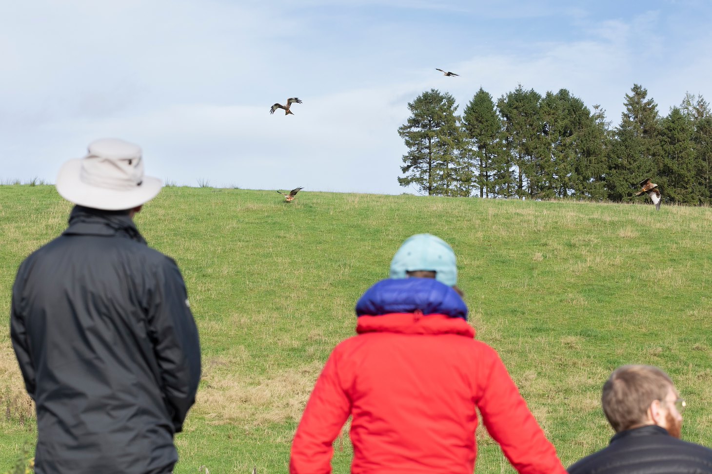 Visitors watching red kites from viewing area, Argaty Red KIte Centre, Doune, Scotland