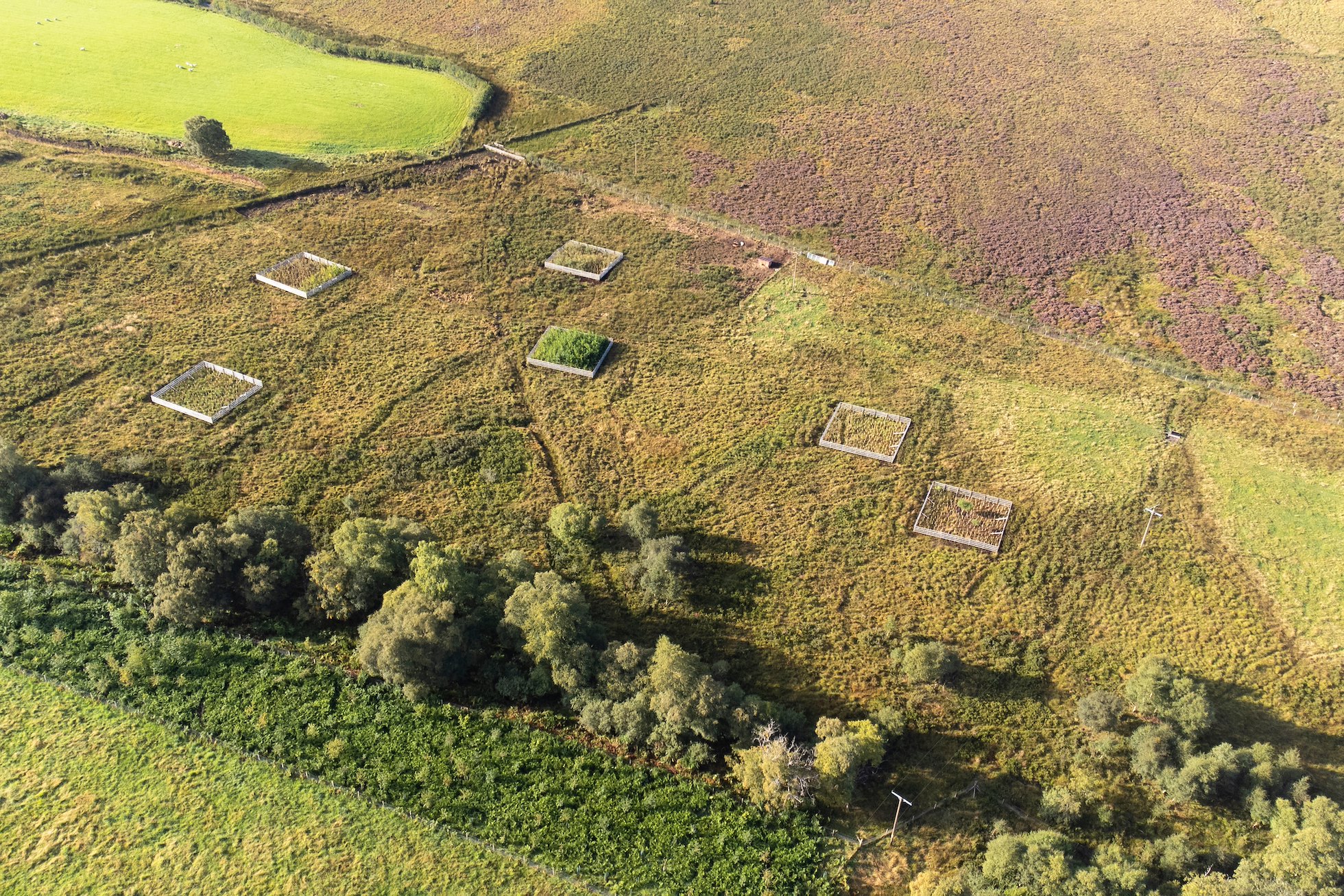 Aerial view of tree exclosures and woodland strip on  Lynbreck Croft near Grantown-on-Spey, Cairngorms National Park