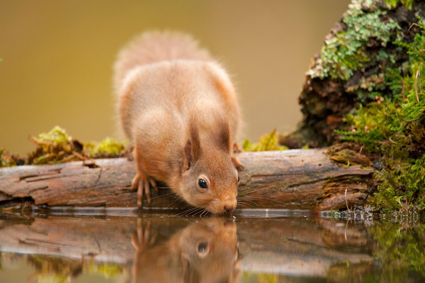 Red squirrel (Sciurus vulgaris) drinking at woodland pool, Scotland, November