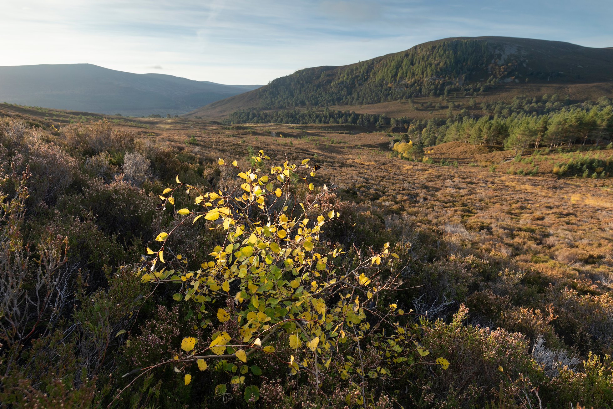 Aspen, Populus tremula, sapling growing from amongst heather on open moorland, Mar Lodge Estate, Braemar, Scotland