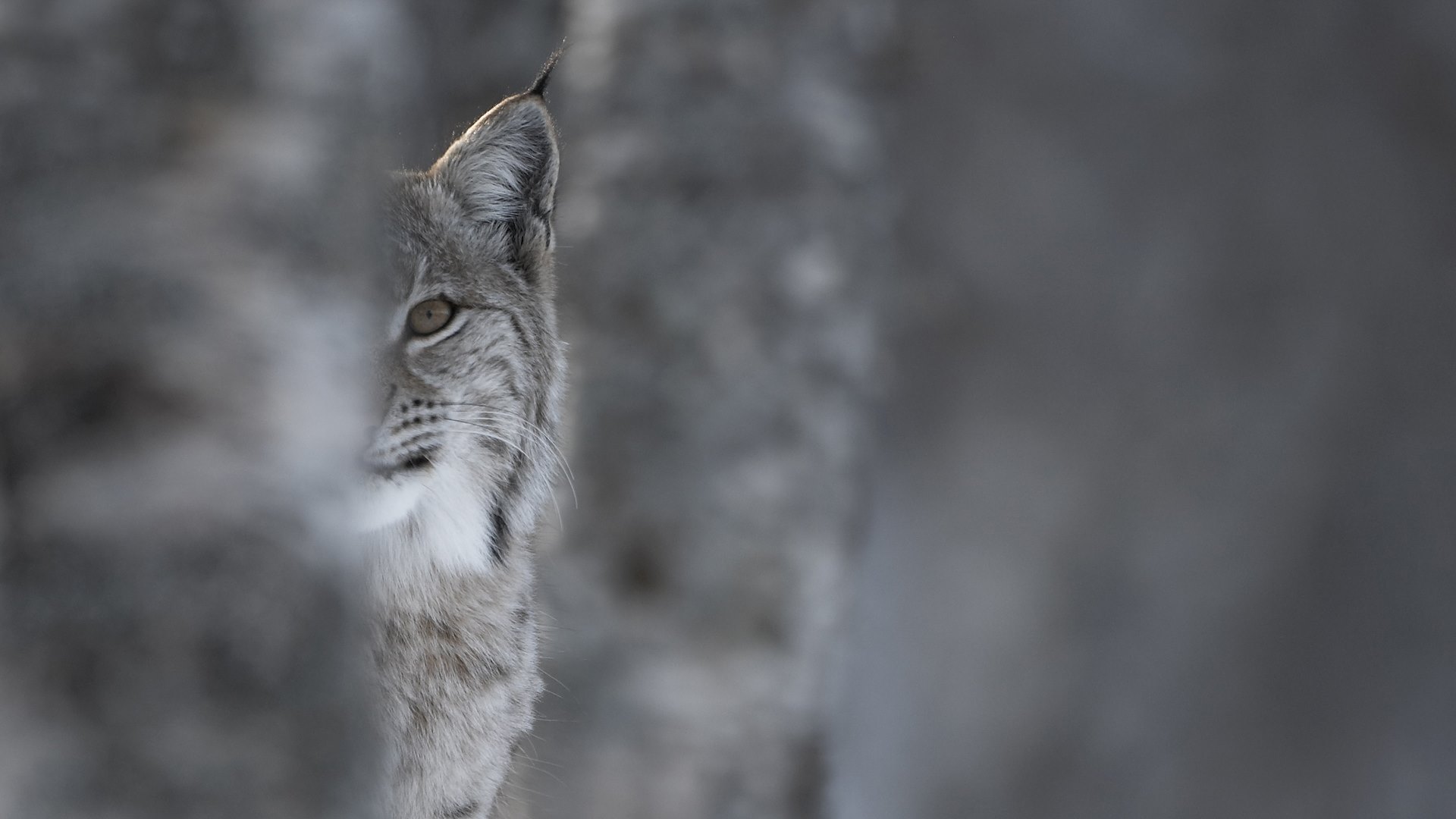 European Lynx (Lynx lynx) adult female peering out from behind tree in winter birch forest. Bardu, Norway (c)