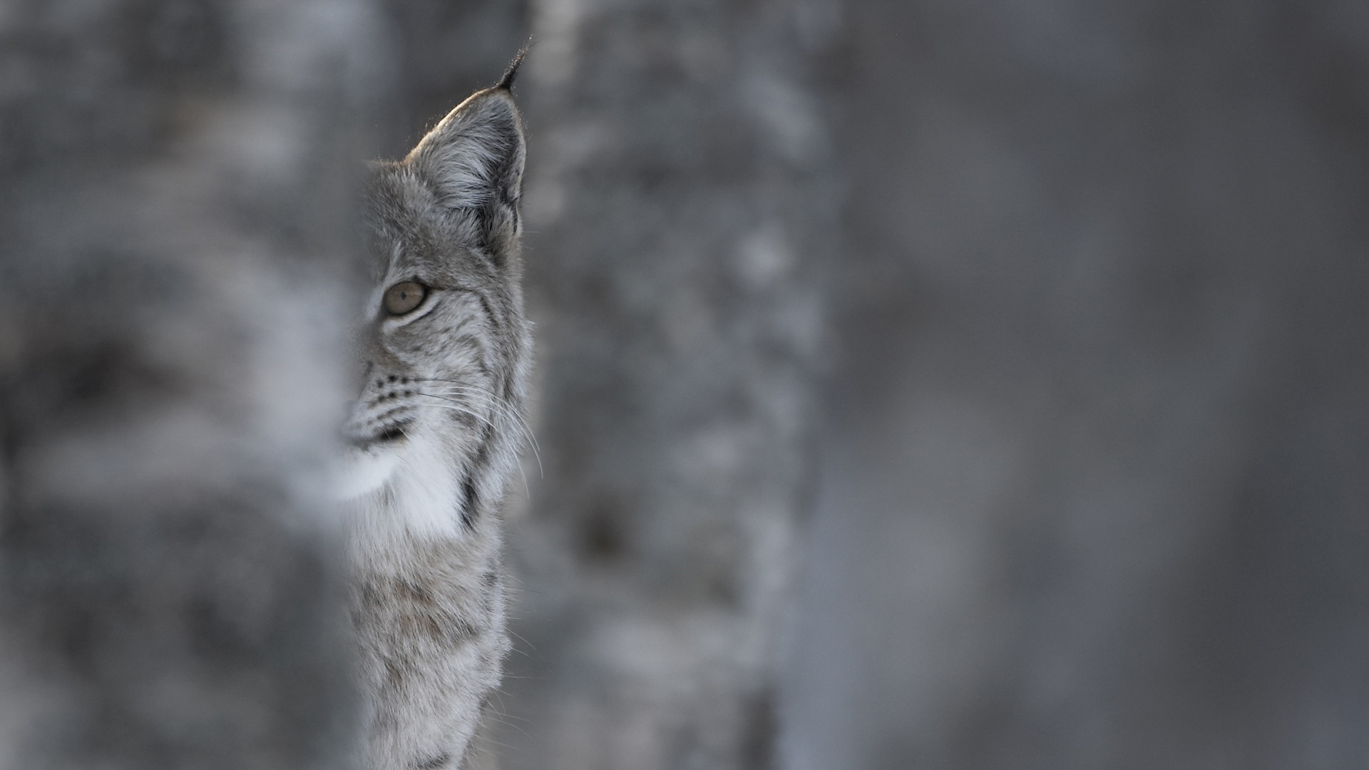 European Lynx (Lynx lynx) adult female peering out from behind tree in winter birch forest. Bardu, Norway (c)