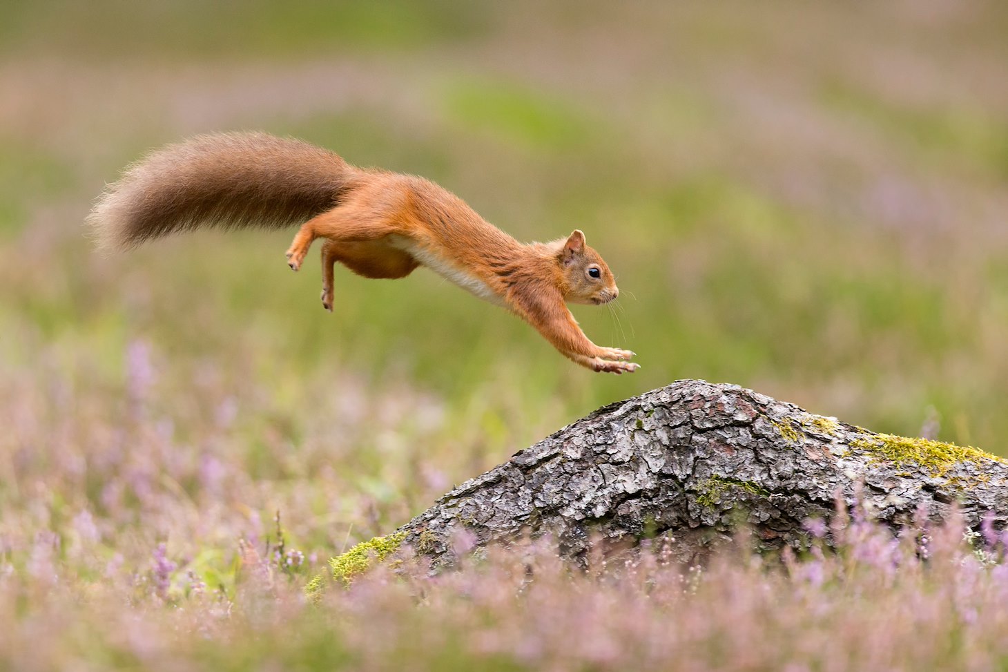 Red Squirrel (Sciurus vulgaris)  adult in summer coat leaping onto fallen log