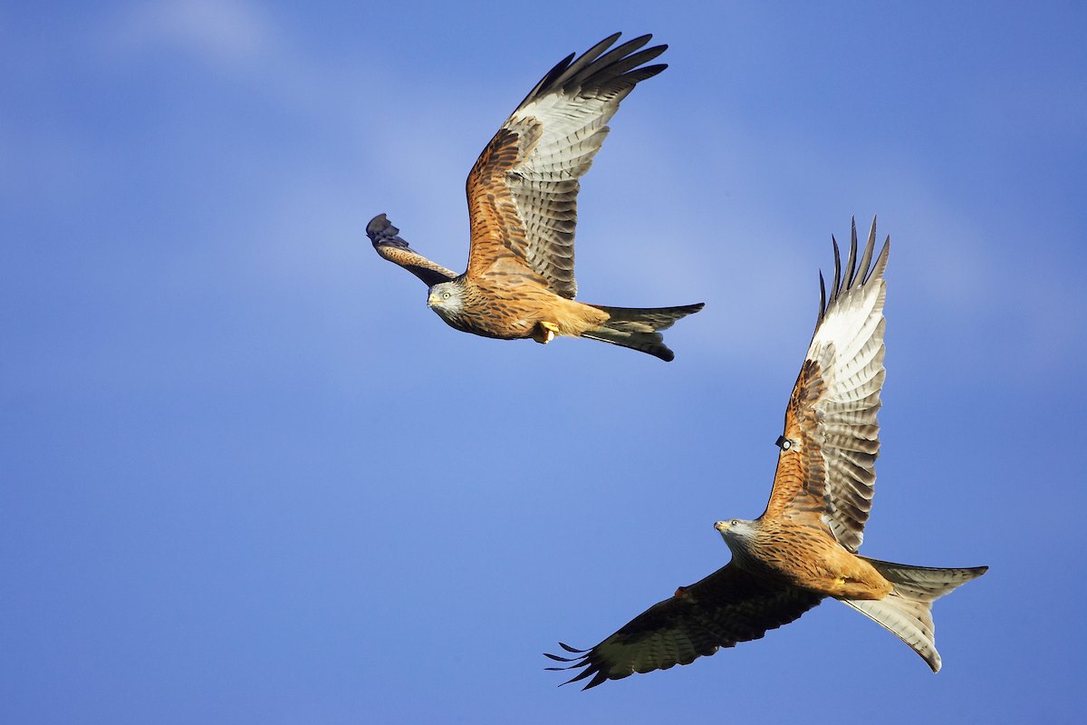 Red Kites - Milvus milvus - two birds in flight (chasing bird with food).  January